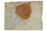 Fossil Leaf (Ampelopsis) - Montana #188723-1